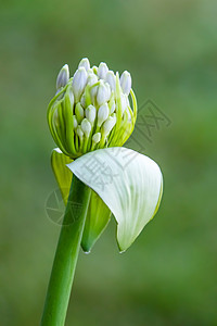 特写天然的花芽季节食物园艺植物群生长灯泡大葱紫色公园草地图片