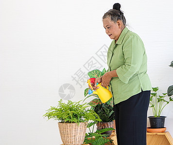 年长的亚裔女性 照顾家里的植物园丁花盆植物学房子金发女士微笑爱好工作家务图片