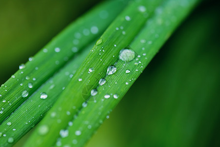 美丽的绿叶质地 雨后有水滴特写你气候叶子生活热带植物生长季节雨滴宏观花园图片