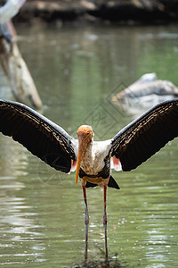 河边的玛拉布斯托克黑色动物动物群羽毛公园天空环境涉水鸟类学鸟类图片