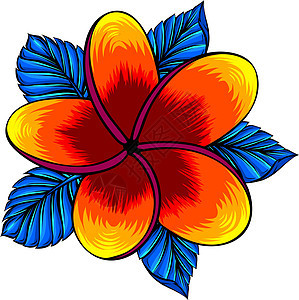 矢量图的孤立在惠特鸡蛋花绘画植物群热带坡度花瓣植物插图情调香水文化图片
