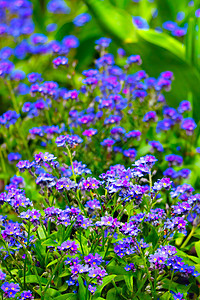 夏天公园里美丽的蓝色长年花朵图片