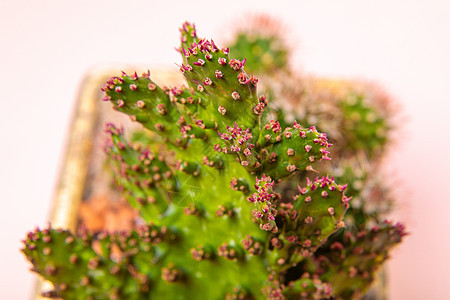 粉红色针头的平板仙人掌花 室内植物生长锦花热带绿色情调植物学爱好盆栽生态异国图片
