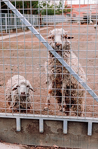 两只羊看着农场围栏的架子 动物园里的饥饿哺乳动物 有选择地集中图片