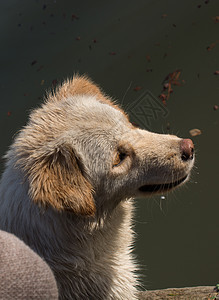 斯特拉尼狗在街上像孤单的概念一样孤独犬类流浪头发配种警卫棕色爪子哺乳动物街道帮助图片