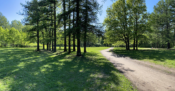 公园里初夏的全景 长长的影子 蓝天 树芽 桦树的树干 阳光灿烂的日子 绿色草地骑术排毒团体晴天影像荒野林地踪迹木头树林图片