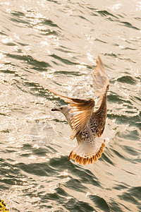 单海鸥飞越海洋翅膀动物荒野鸟类航班羽毛蓝色天空飞行野生动物图片