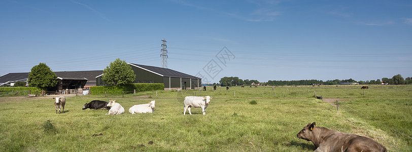在蓝天下的牛 绿色草草地上的牛 在尼日梅根和阿纳姆之间的杂居中牛肉农业动物动物群家畜畜牧业奶牛农场草地牧场图片