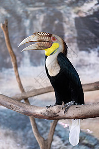 大犀鸟在动物园里也被称为大印度犀鸟或大花斑犀鸟黄色橙子热带野生动物森林羽毛生活黑色荒野丛林图片
