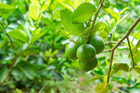 花园一棵树上的绿石灰 是维生素C的绝佳来源果汁收成生长水果植物青柠食物农场种植园蔬菜图片