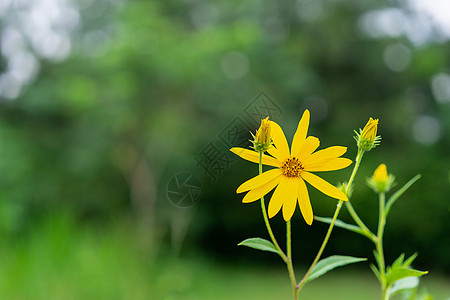 花园和绿叶中的黄花图片