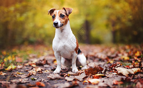 小杰克罗素特瑞尔狗 坐在棕色的叶子上 漂亮的模糊布基秋天背景朋友森林季节花园犬类宠物小猎犬树叶公园橙子图片