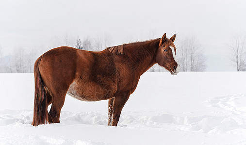 棕色马站在冬季雪上 从侧面看田地图片
