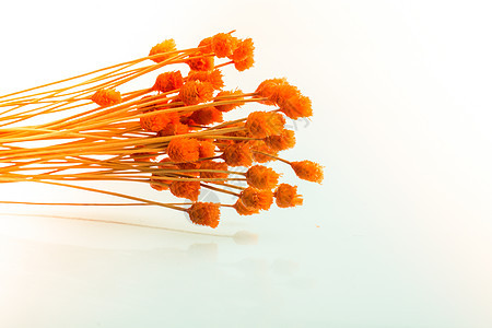 白色背景的干橙色花朵团团蓝色芳香草本植物草本植物香气薰衣草植物群紫色疗法图片