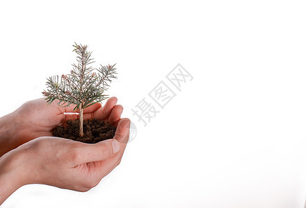 细小土壤中的树苗松树生长叶子人手种植新生活播种幼苗植物环境图片