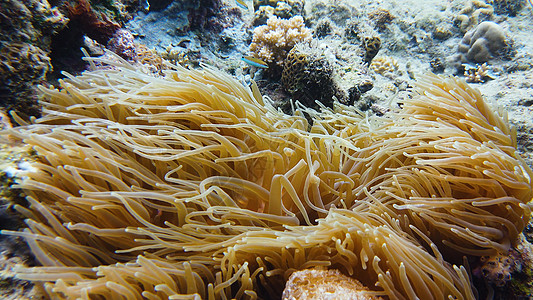 海葵和小丑鱼动物潜水热带旅行情调游泳海洋珊瑚镜头旅游图片