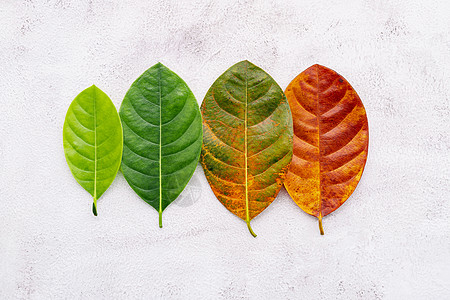 不同年龄的叶子和颜色设置在白色混凝土背景上 老化和季节性概念彩叶与平躺和复制空间季节护理生活生物学皮肤植物生长治疗生命周期天气图片