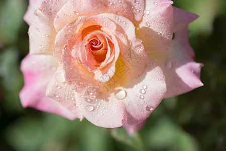 玫瑰上面有水滴植物美丽礼物红色白色热情叶子绿色花瓣花园图片