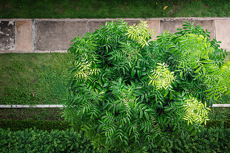 园林绿叶和美丽的树枝从上面的角度看热带树的自然背景装饰建筑户外园艺 自然环境公园风景阳光叶子绿色植物季节地面生态日光木头图片