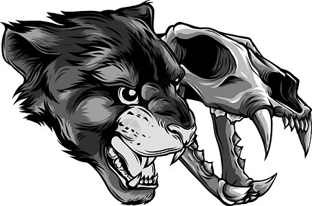美洲狮豹头与头骨矢量它制作图案荒野毛皮丛林哺乳动物艺术猎人颅骨眼睛骨骼山脉图片