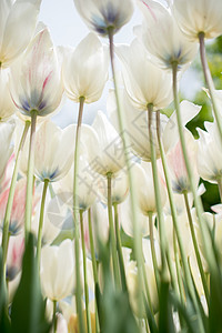 绽放生命花朵背景多彩的郁金香花季节植物群公园艺术场地宏观礼物花瓣花店植物背景