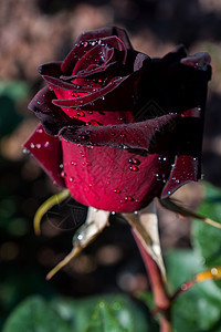 花园里花朵多彩的玫瑰公园花瓣场地植物叶子植物群区系季节园艺图片