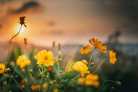 花园田野中美丽的波斯菊花 在风景日落背景下特写黄色波斯菊盛开的花朵 自然植物背景背景图片