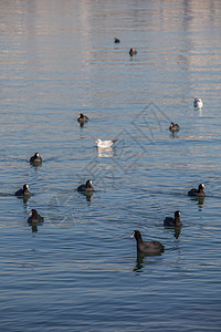 鸟儿在海面上平静游动右翼飞行自由野生动物翅膀太阳蓝色鸬鹚荒野黑色图片