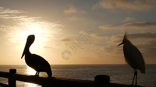 美国加州海滨码头的野棕色 佩勒卡纳斯大鸟 大比尔嘴 日落栏杆气氛野生动物荒野账单海岸动物假期海景海滩图片