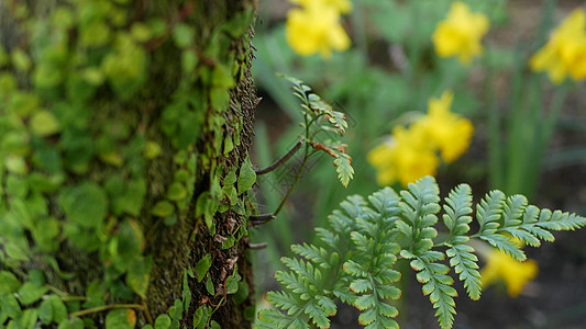 美国加利福尼亚州森林中的蕨叶 苔藓和树皮 春天早晨的气氛 树干上精致的小绿色爬行植物 春天的仙女植物清新木头 黄水仙水仙森林绿色图片