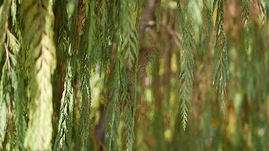 美国加利福尼亚州花园中的柏树针叶树 天然植物特写背景 春天早晨森林的气氛 春天林地 装饰精美的绿色植物 柔和的焦点模糊散景生态柔图片