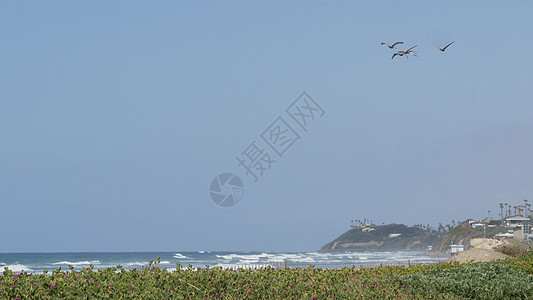 美国加州太平洋海岸 白鸟和海滨飞翔 在空中飘浮着斑马岩浆支撑海洋动物冲浪翅膀植物地平线海景栖息地沿岸图片