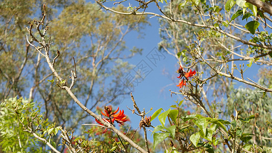 珊瑚树红色花在庭院里 加利福尼亚美国 刺桐火焰树春天绽放 浪漫的植物氛围 精致的异国热带花卉 春天绚丽的色彩 软模糊新鲜度森林植图片