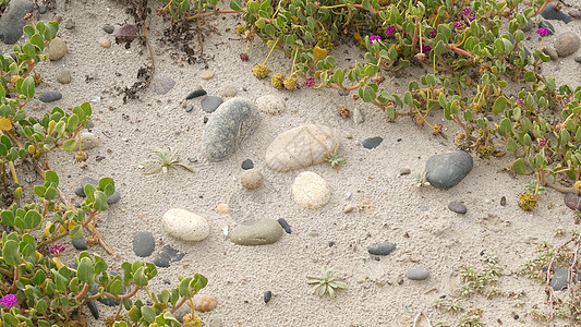 美国加利福尼亚海岸太平洋沙滩上的爬行物植物 海边的沙子 小花 石头和绿色植物 恩西尼塔斯的天然植物群 人们在那里恢复了沿海生态系图片