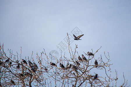 孤独的鸟儿生活在城市环境中岩石飞行翅膀荒野鸽子灰色羽毛喷泉野生动物白色图片