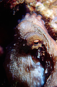 章鱼眼海洋眼睛宏观野生动物动物海洋生物水生动物水生生物生物体潜水图片