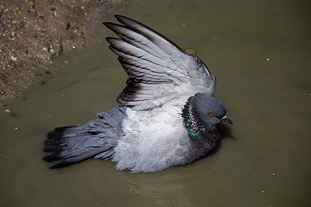 城市鸽子在泥水中洗澡荒野自由翅膀照片动物野生动物岩石羽毛白色鸟类图片