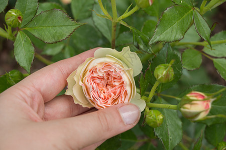 手握着美丽多彩的玫瑰花朵玫瑰植物花瓣白色花园绿色礼物叶子图片