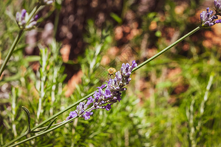 一只蜜蜂准备从美丽的熏衣花中吸取蜜蜜桃农场植物植物群薰衣草芳香花朵昆虫疗法花园紫色图片