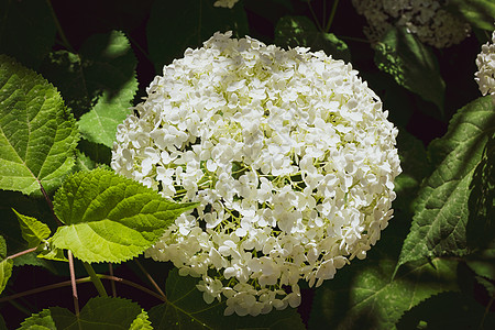 紧贴着一棵白色的花朵 它有特色的花朵蓝色花瓣植物学花园植物群花序环境乔木生态背光图片