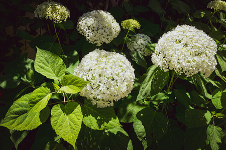 紧贴着一棵白色的花朵 它有特色的花朵乔木灌木环境花瓣植物宏观背光植物群植物学蓝色背景