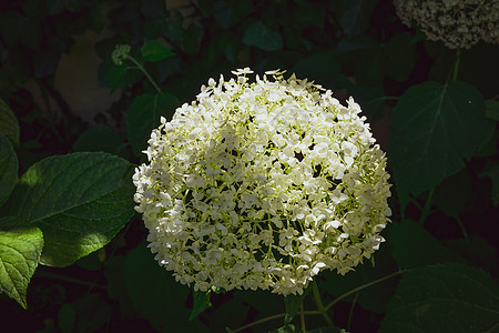 紧贴着一棵白色的花朵 它有特色的花朵季节花瓣绣球花花序花园蓝色环境乔木灌木植物群图片