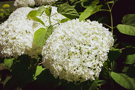 紧贴着一棵白色的花朵 它有特色的花朵植物乔木灌木绣球花花序植物学季节背光蓝色花园图片