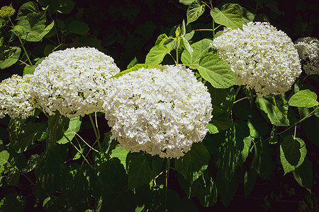 紧贴着一棵白色的花朵 它有特色的花朵季节生态植物学花园植物蓝色乔木花瓣植物群背光图片