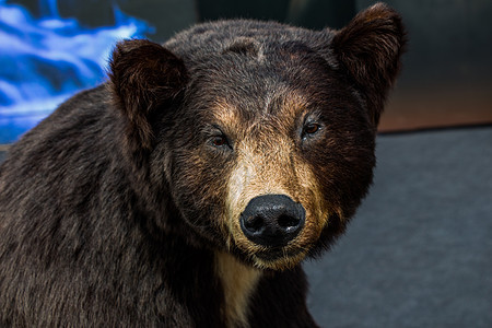 像野兽一样被填满的大黑熊头头发攻击哺乳动物动物动物群鼻子毛皮猎人牙齿野生动物图片