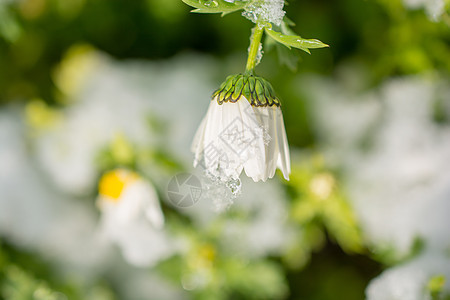 雪下泉水的早期花朵生活植物火花叶子紫色宏观花园季节雏菊团体图片