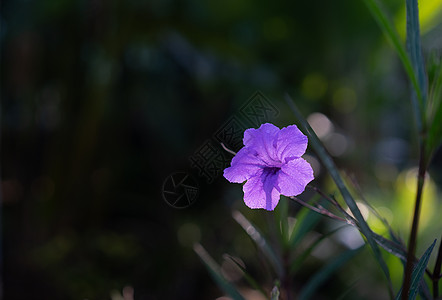 美丽散景背景上紫色花朵的特写图片