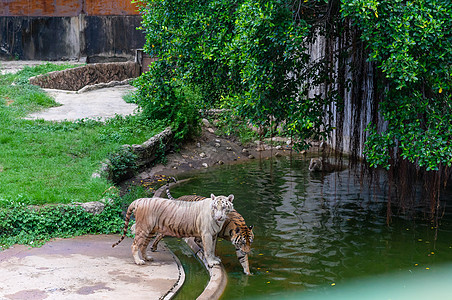 老虎在动物园行走 危险动物图片