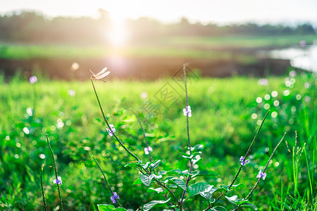 阳光照耀的绿地上草花上的飞龙背景植物公园草地生活花园场地昆虫晴天场景图片