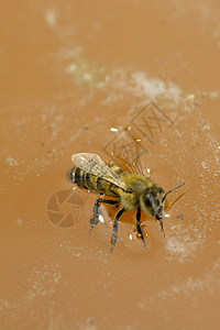 作为甜味液体食品的天然黄色蜂蜜生物学细胞蜜蜂梳子收成金子早餐蜂窝蜂蜡花粉图片